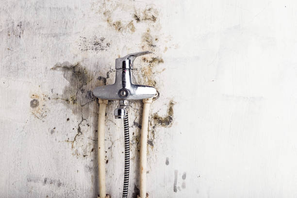 Best Mold Removal Near Me  in Carter Lake, IA