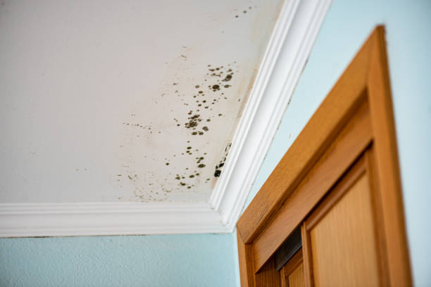 Best Water Damage Restoration  in Carter Lake, IA