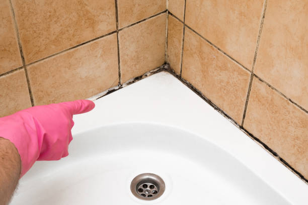 Attic Mold Removal in Carter Lake, IA