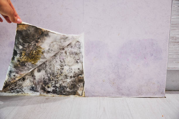 Mold Removal and Inspection in Carter Lake, IA